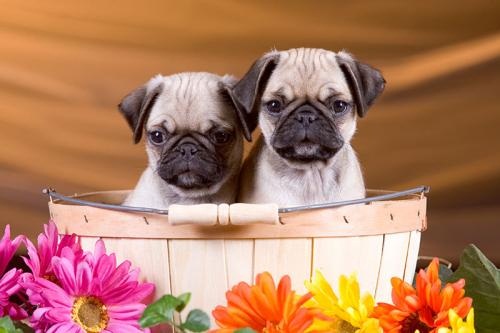 Image for The Country Kennel Inc. with ID of: 1216440
