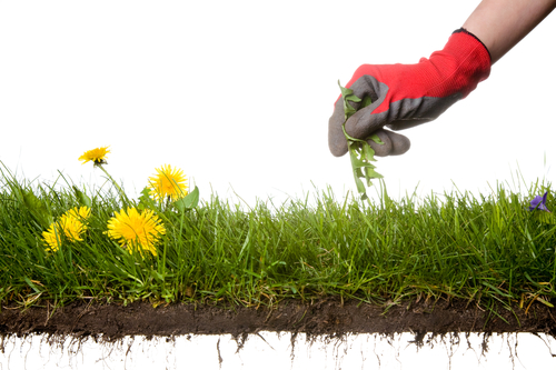 Image for Pocatello Lawn Care with ID of: 1217246