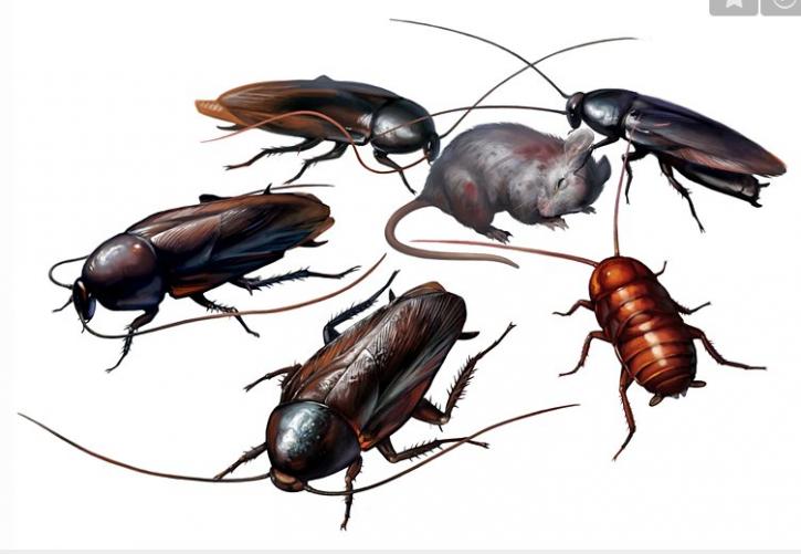 Image for pest control plainfield Nj with ID of: 1220055