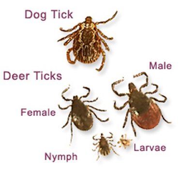 Image for pest control plainfield Nj with ID of: 1220057
