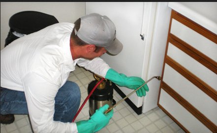 Image for pest control plainfield Nj with ID of: 1220058