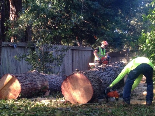 Image for TreePro Professional Tree Care with ID of: 1222738
