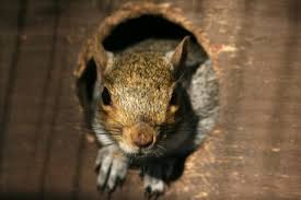 Image for Squirrel Pest Control with ID of: 1224058