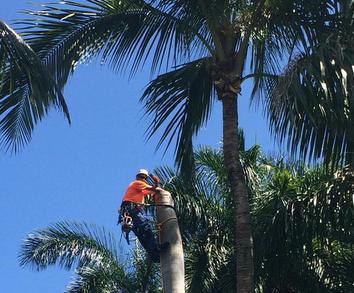 Image for Boca Raton Tree Service with ID of: 1224490