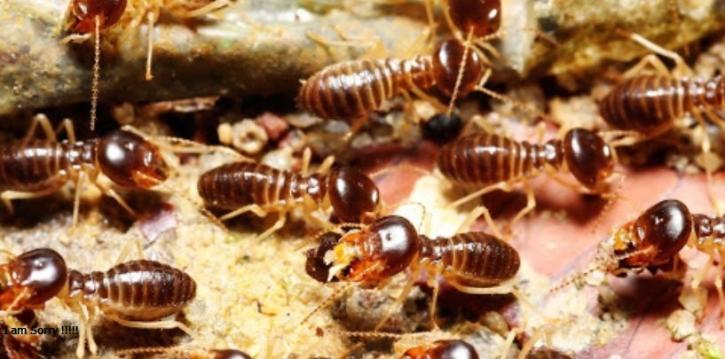 Image for Florence Pest Pros with ID of: 1224765