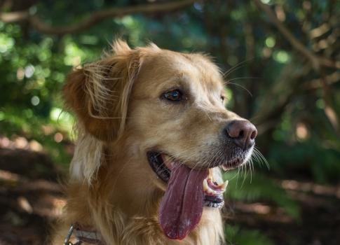 Image for Pet Pros Services with ID of: 1227222