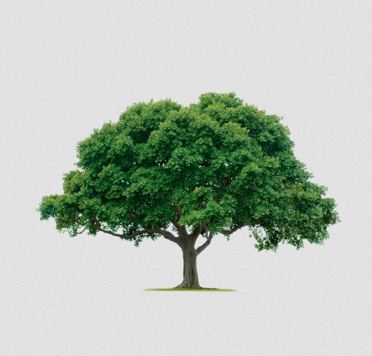Image for Albany Tree & Property Service with ID of: 1232633