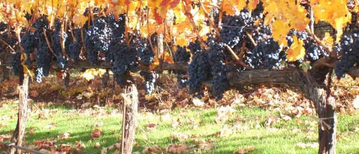Image for Sherwin Family Vineyards with ID of: 1232994