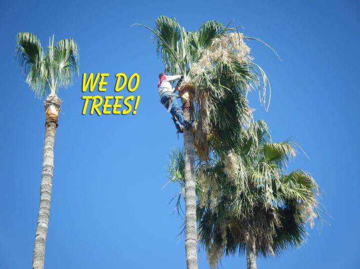 Image for Norwalk CA Tree Service with ID of: 1233142