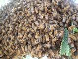 Image for Abello Bees with ID of: 1234027