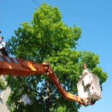 Image for Bud's Tree Care with ID of: 1234087