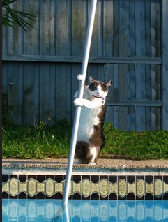 Image for Dog Days Pool Service with ID of: 1234104