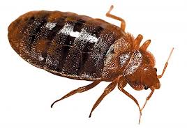 Image for Florida Environmental Pest Management with ID of: 1234865