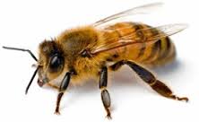 Image for Florida Environmental Pest Management with ID of: 1234867