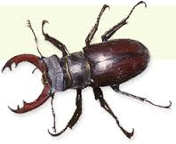Image for Florida Environmental Pest Management with ID of: 1234868