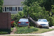 Image for Tree Removal Joliet with ID of: 1236434