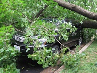 Image for Tree Removal Joliet with ID of: 1236435