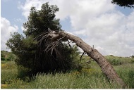 Image for Tree Removal Joliet with ID of: 1236436