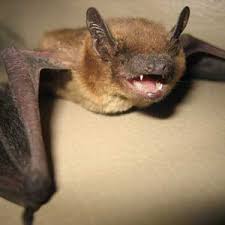 Image for Bat removal service with ID of: 1237113