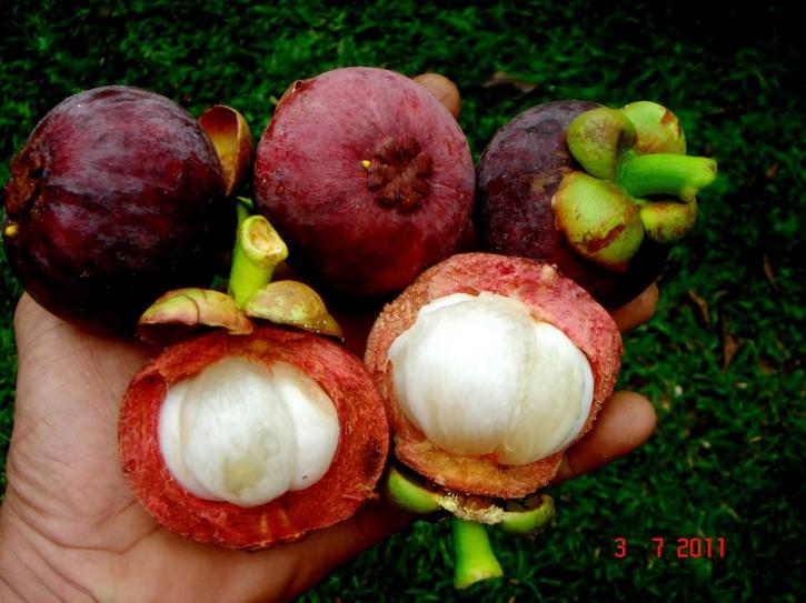 Image for garcinia cambogia with ID of: 1238043