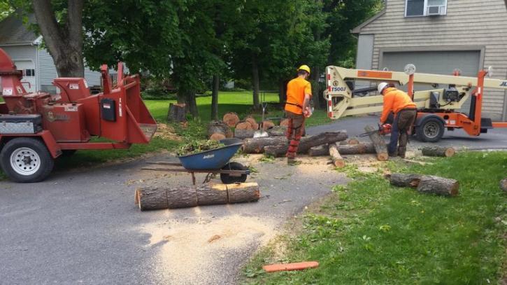 Image for Cutting Edge Tree Professionals with ID of: 1245225
