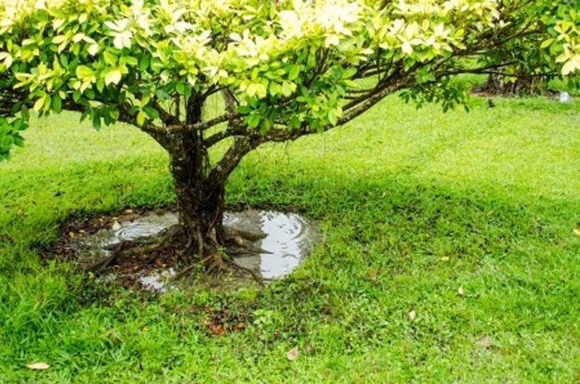 Image for Go Green Tree & Landscape with ID of: 1246499