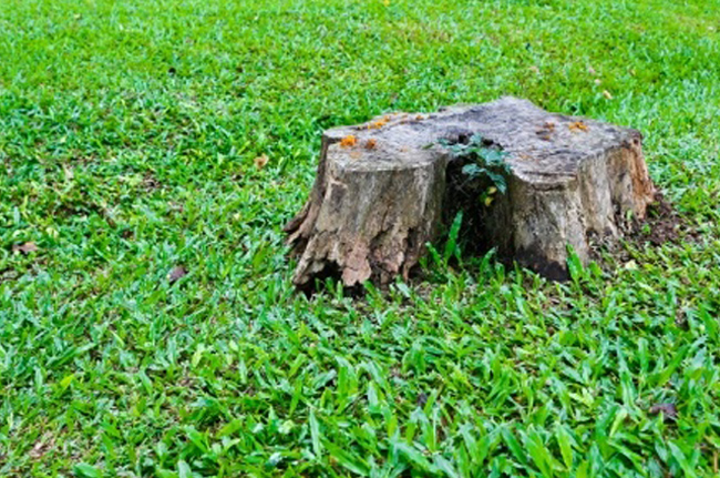 Image for Go Green Tree & Landscape with ID of: 1246503