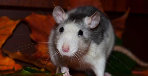 Image for Alert Exterminators with ID of: 1246912