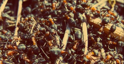 Image for Alert Exterminators with ID of: 1246913