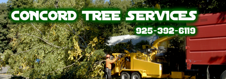 Image for Concord Tree Services with ID of: 1247497