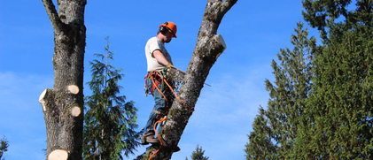 Image for Concord Tree Services with ID of: 1247499