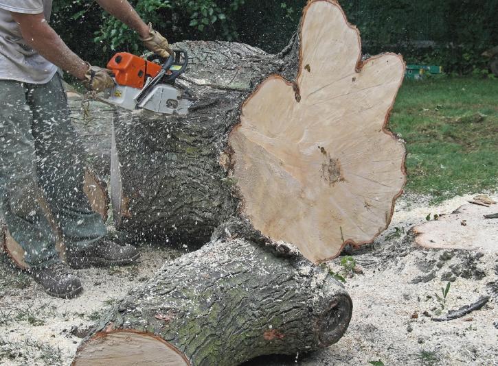 Image for Concord Tree Services with ID of: 1247501
