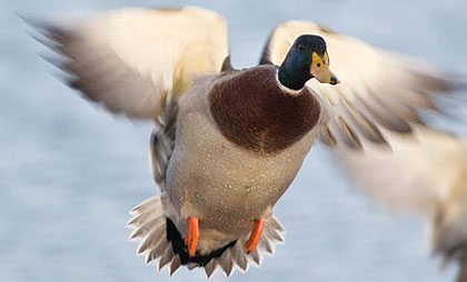 Image for Hunting trips with ID of: 1248562
