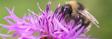 Image for Exterminator bees with ID of: 1250867