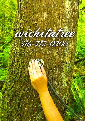 Image for Wichita Tree with ID of: 1252179