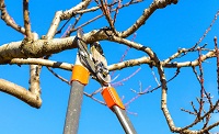 Image for Wichita Tree with ID of: 1252191
