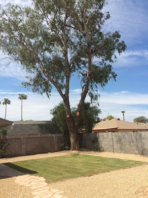 Image for Valley Tree Services with ID of: 1252947
