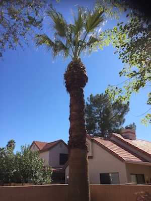 Image for Valley Tree Services with ID of: 1252949