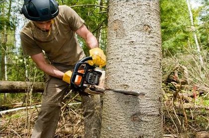 Image for Toledo Tree Service Pros with ID of: 1253914