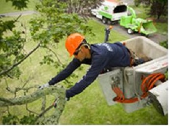Image for Toledo Tree Service Pros with ID of: 1253916