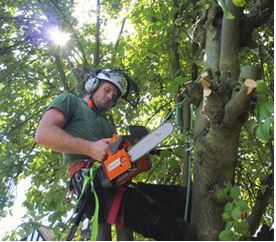 Image for Toledo Tree Service Pros with ID of: 1253918