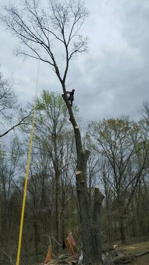 Image for Heisinger Tree Service with ID of: 1254179
