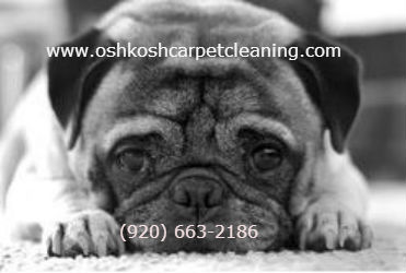 Image for Oshkosh Carpet Cleaning with ID of: 1257584