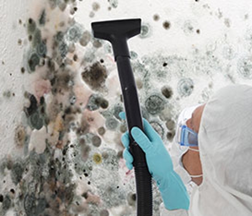 Image for Mold Removal Express with ID of: 1258540