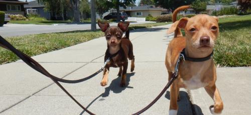 Image for WAGTOPIA with ID of: 1258703