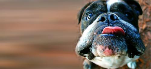 Image for WAGTOPIA with ID of: 1258709