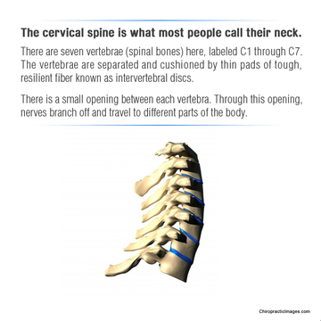 Image for Seattle Chiropractic Center with ID of: 1260520