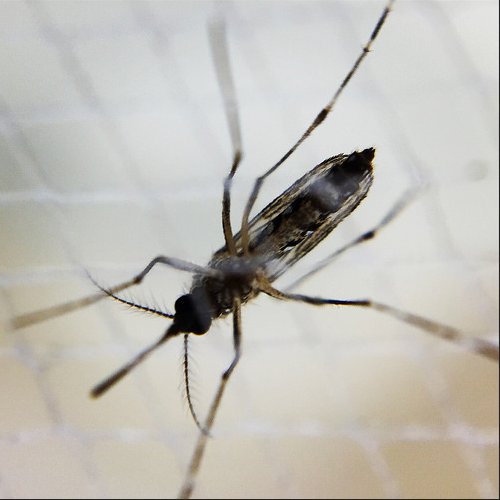 Image for Mosquito Eliminators Mosquito Control with ID of: 1261791