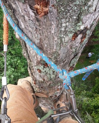 Image for Tree Service Boulder with ID of: 1263239