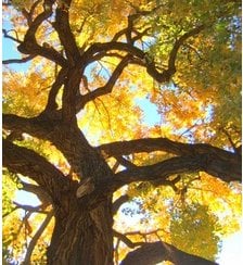 Image for Tree Service Boulder with ID of: 1263242